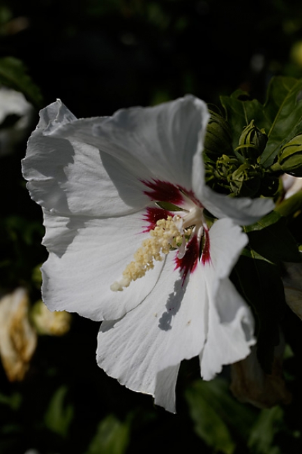 Jardin des Impressionnistes-134